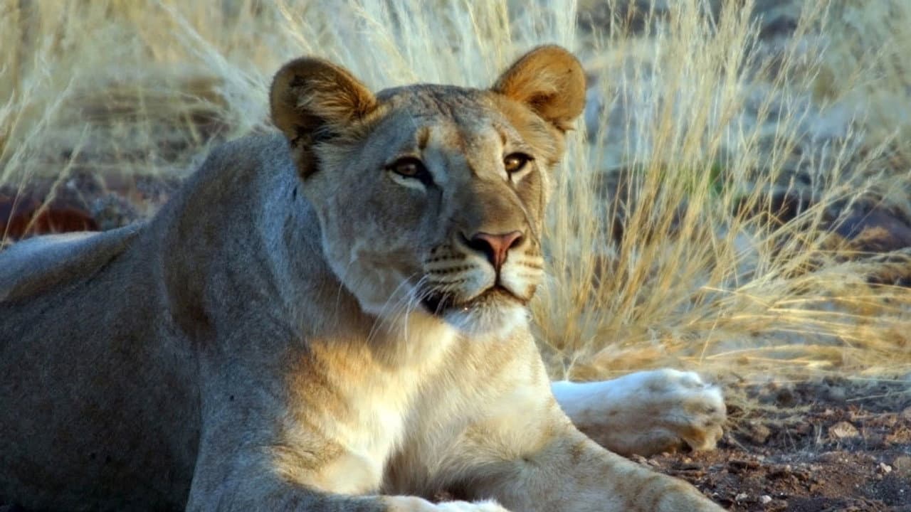 The Desert Lions still