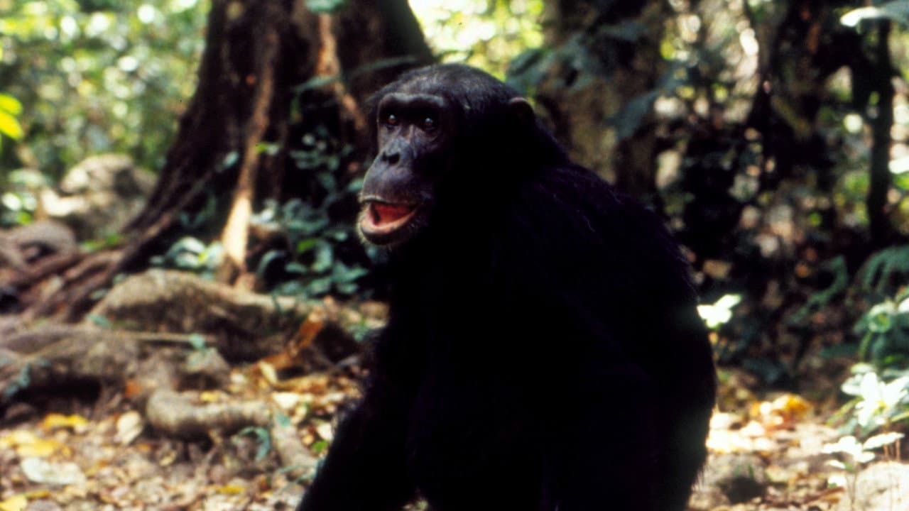 Jane Goodall's Wild Chimpanzees still