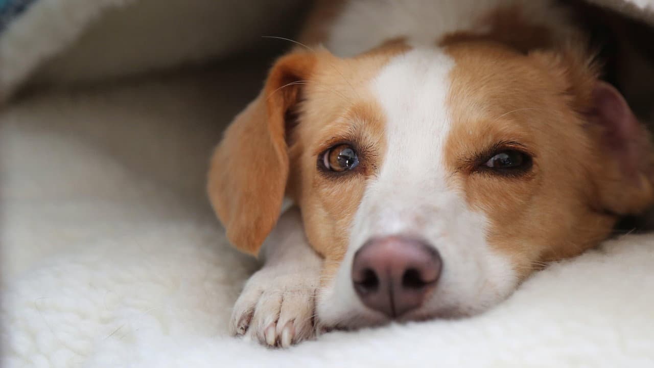 Can Dogs Talk? still