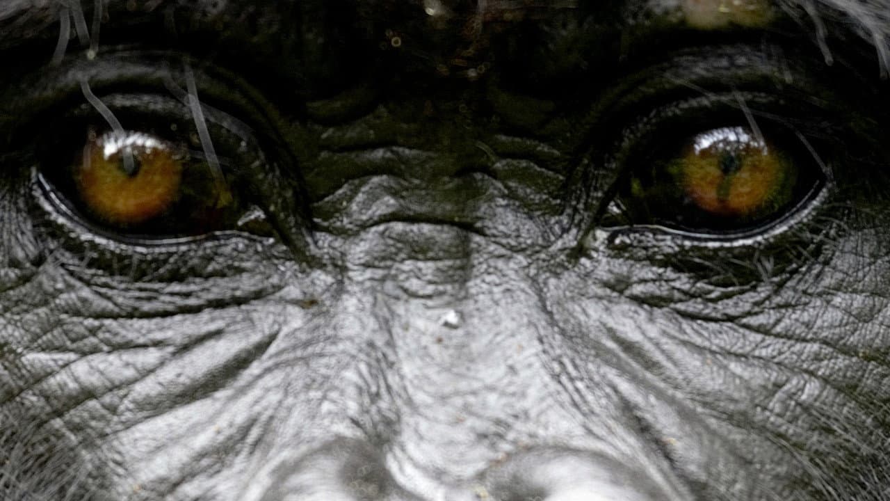 The Gorilla King still