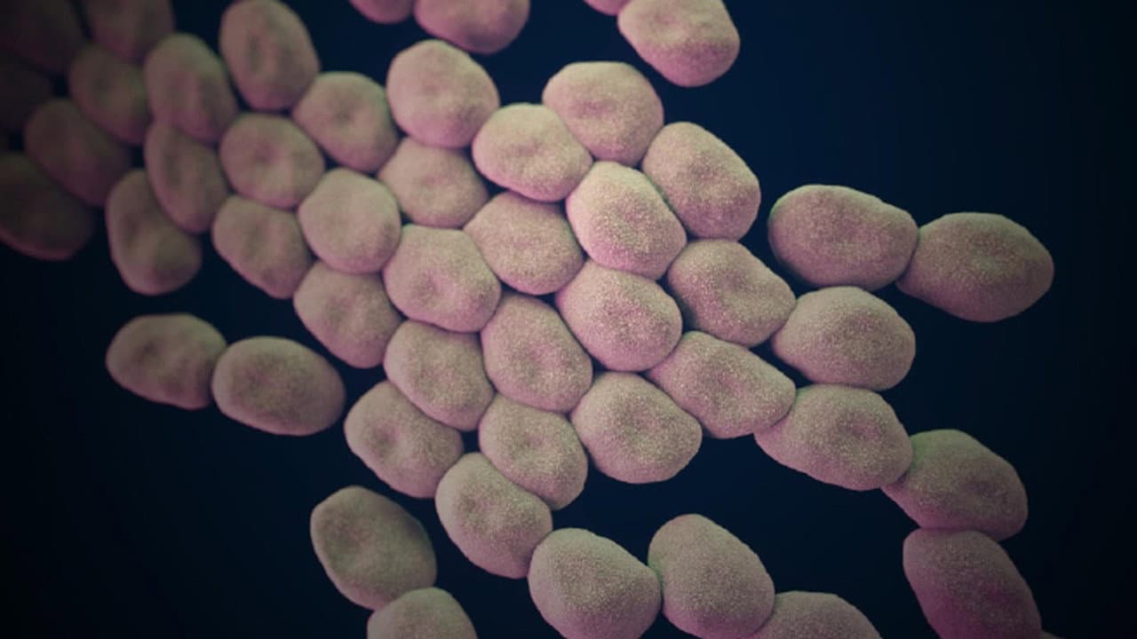 Hunting the Nightmare Bacteria still