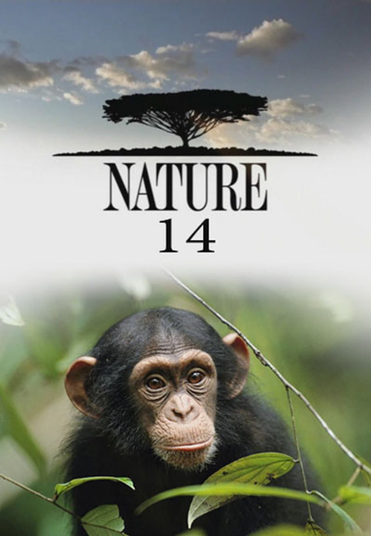 Call of Kakadu still