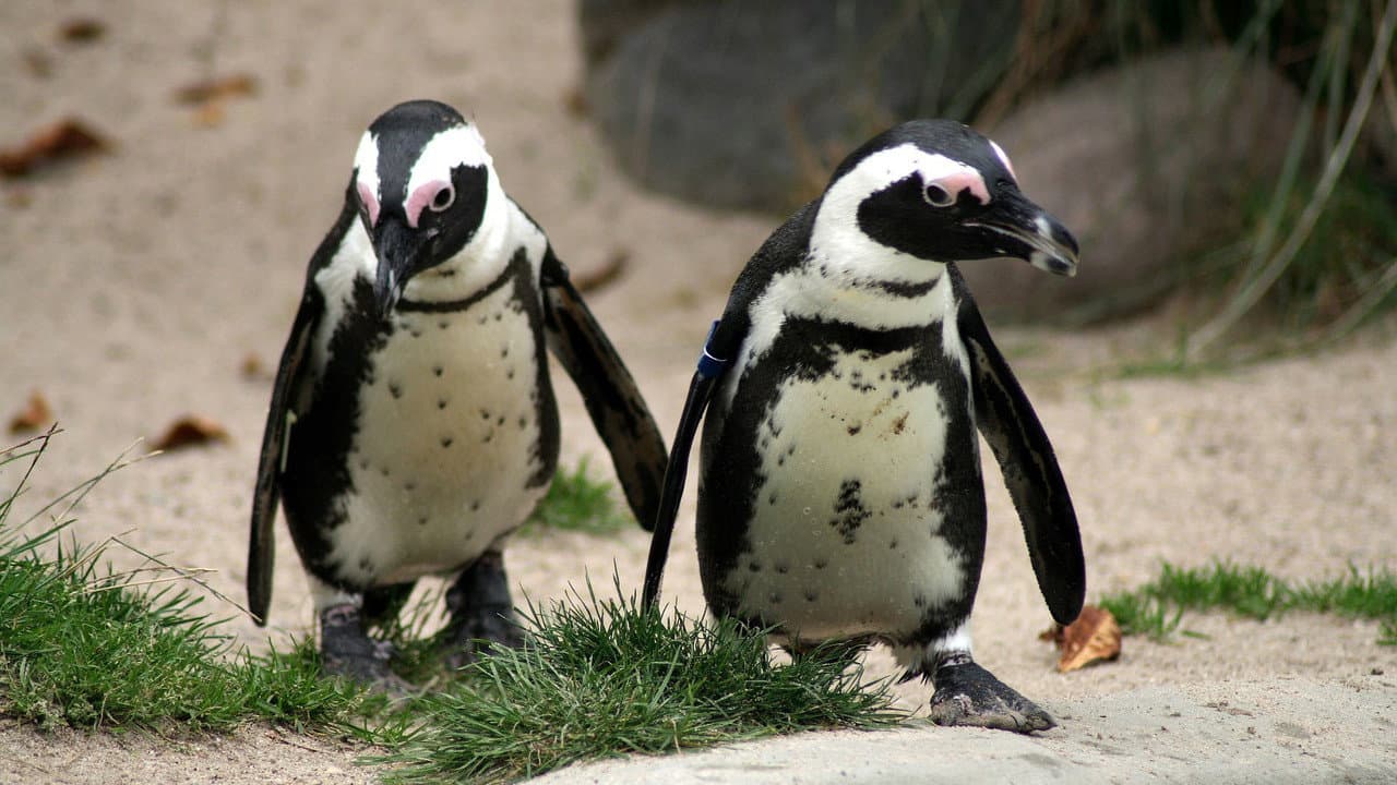 The World of Penguins still