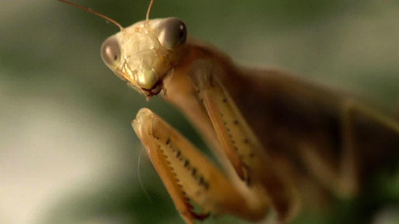 Aliens and Insects still