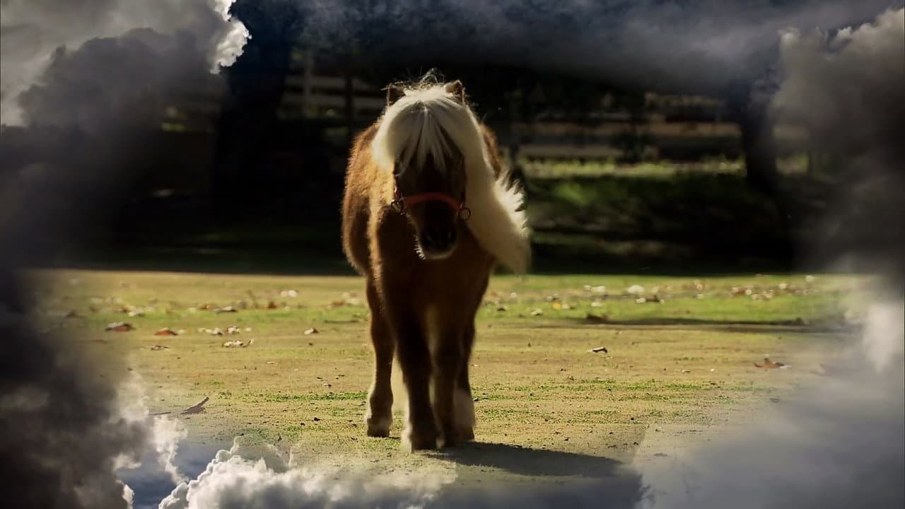 Li'l Sebastian still