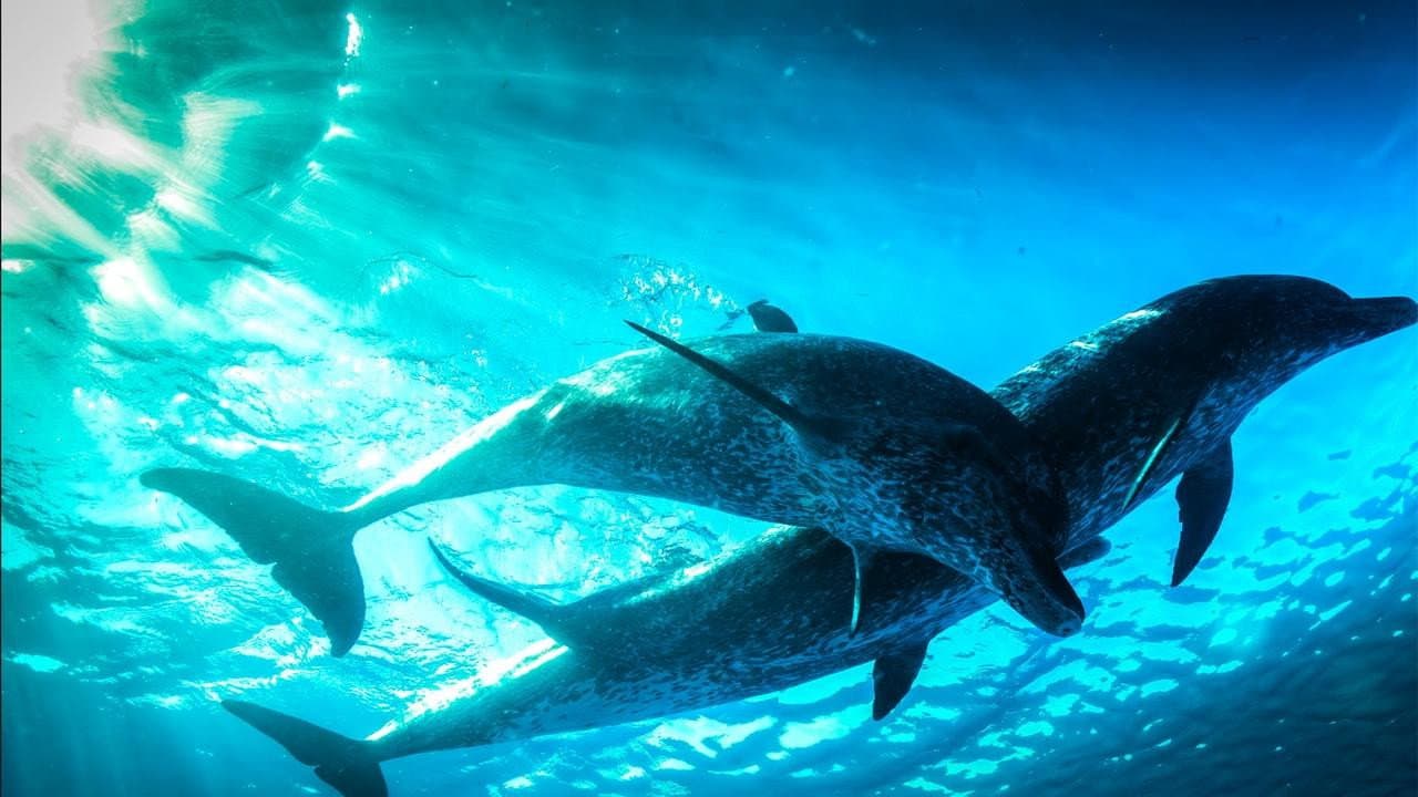 Evolution: Brain Power still