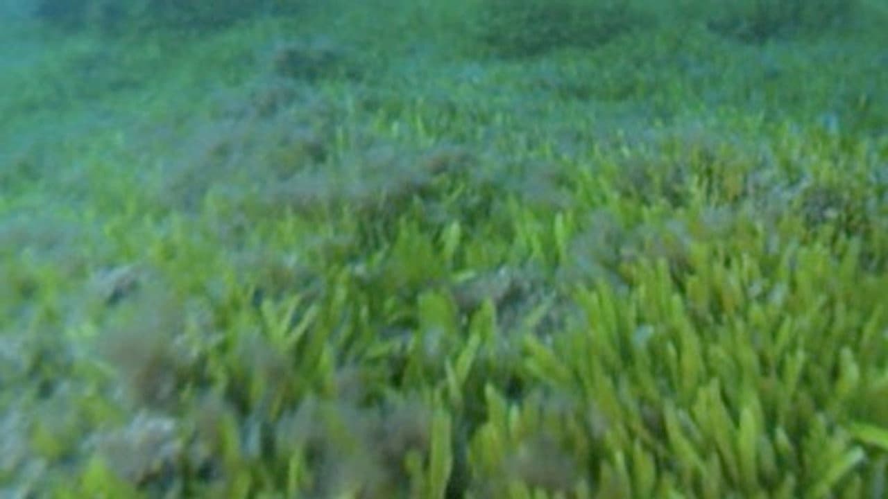 Deep Sea Invasion still