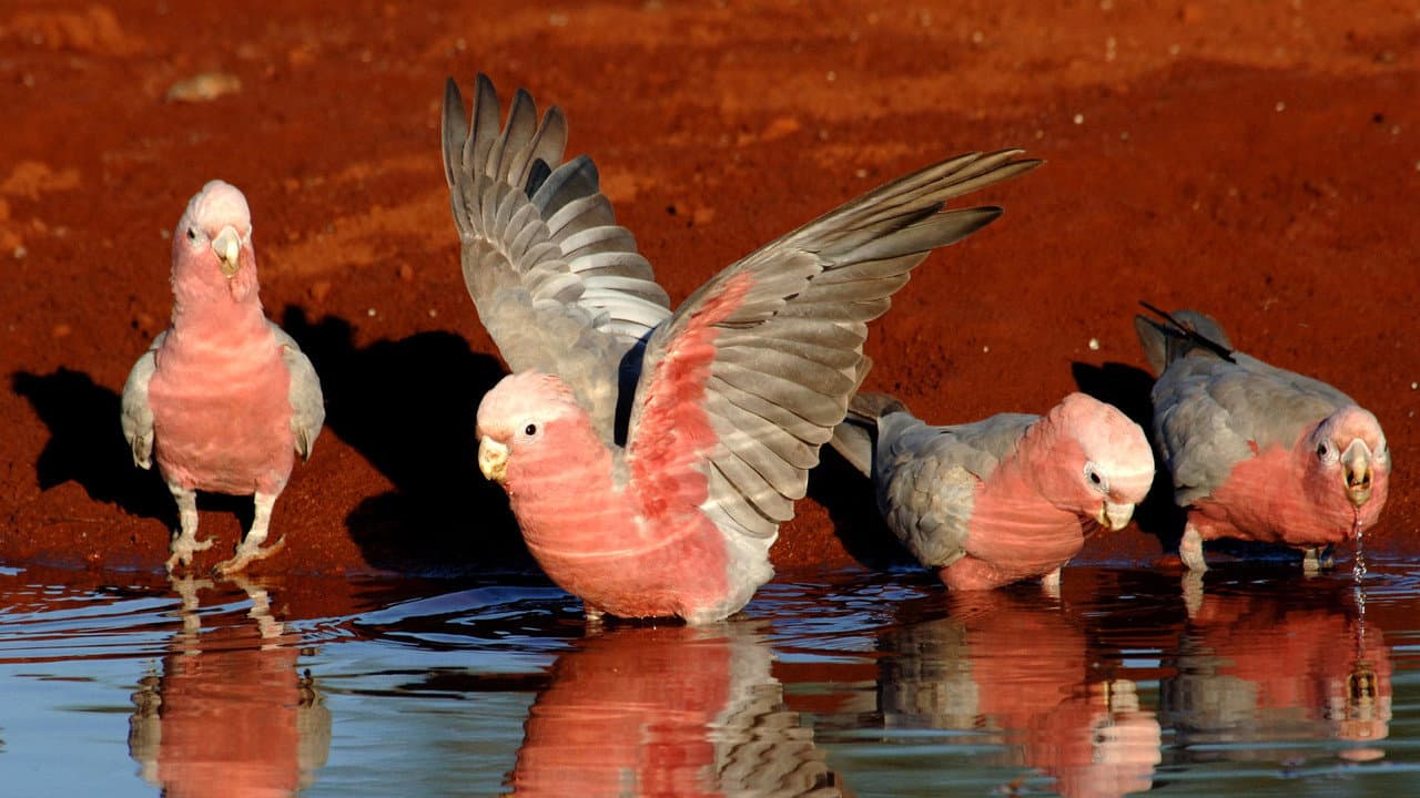 Parrots in the Land of Oz still