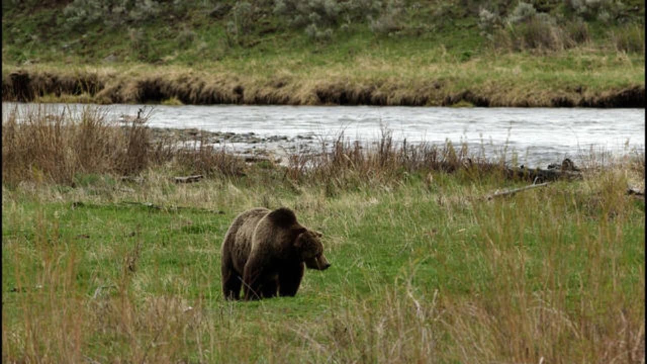 Treating COVID-19 Today, The Lincoln Project, Grizzlies still