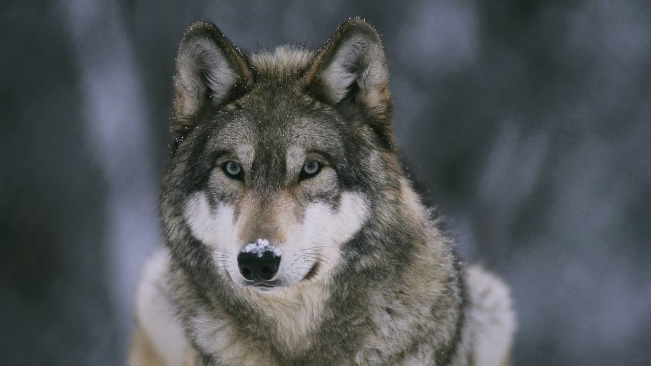 In the Valley of the Wolves still