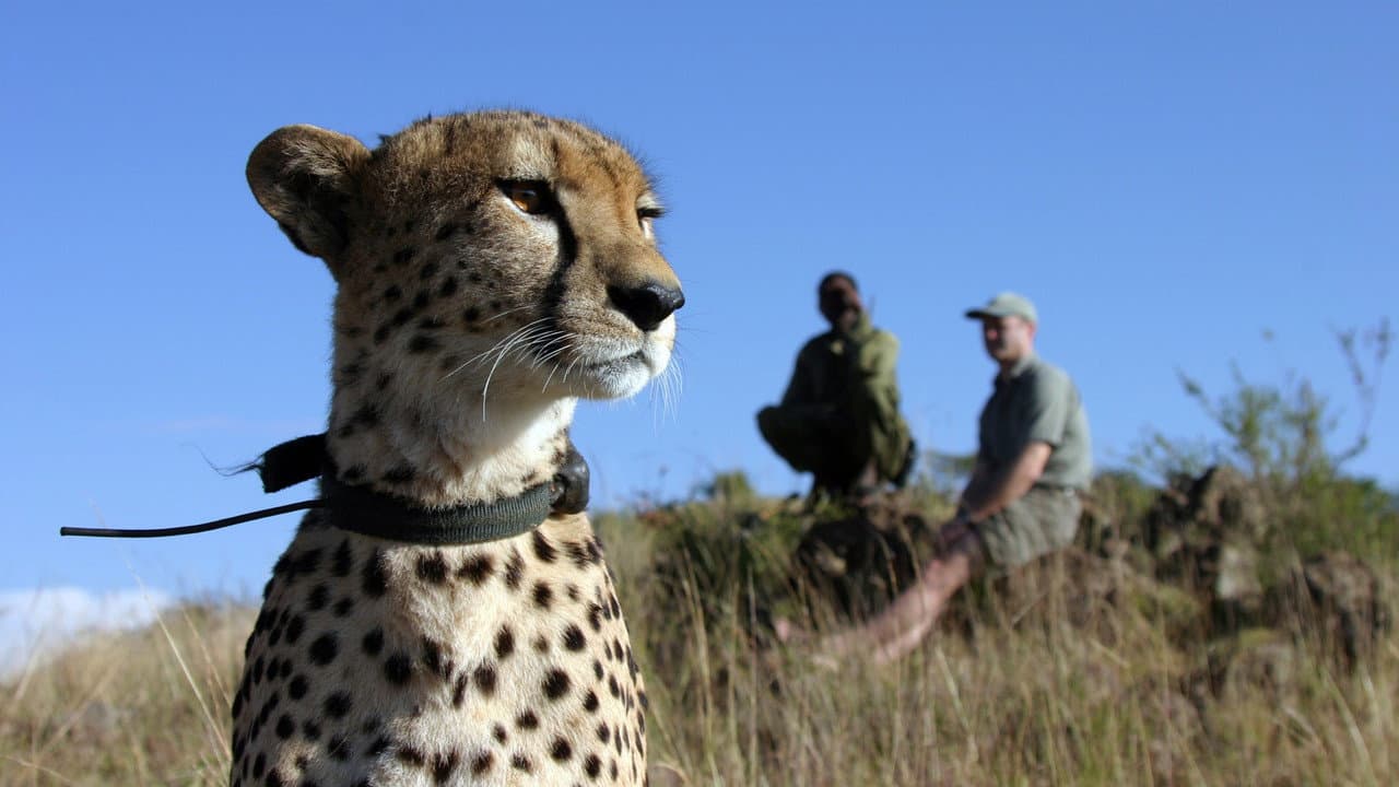 The Cheetah Orphans still