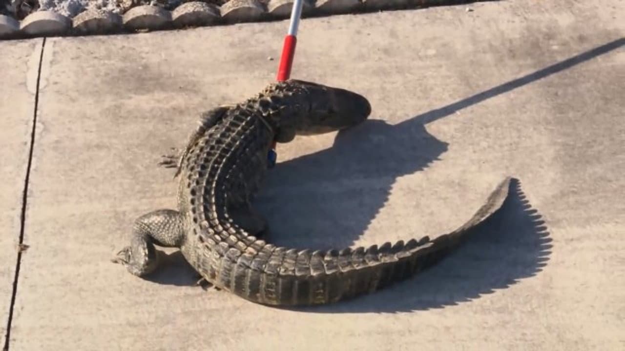 See You Later Alligator still